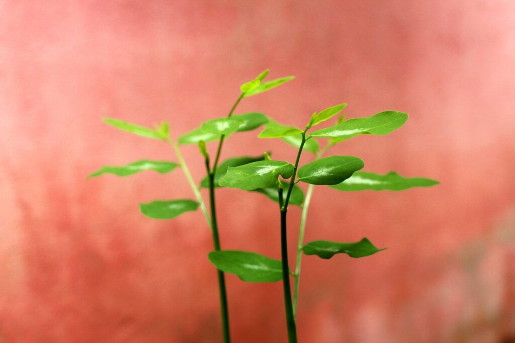 婚活アプリと恋活の違いは何ですか？