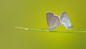 30代におすすめのpairs活用法は？