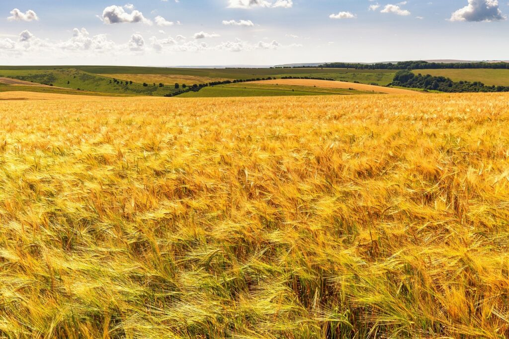 田舎婚の評判は本当に良いのか、実際の体験談を紹介しますか？