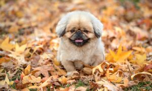 タップルの年齢層はどのようになっているの？