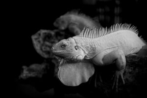 恋活とは何か、その意味や目的を詳しく解説しますか？