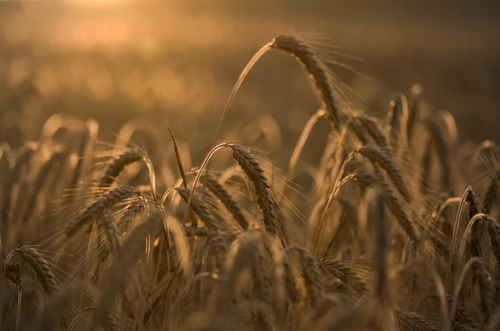 中高年向けの婚活アプリ比較でおすすめはどれ？